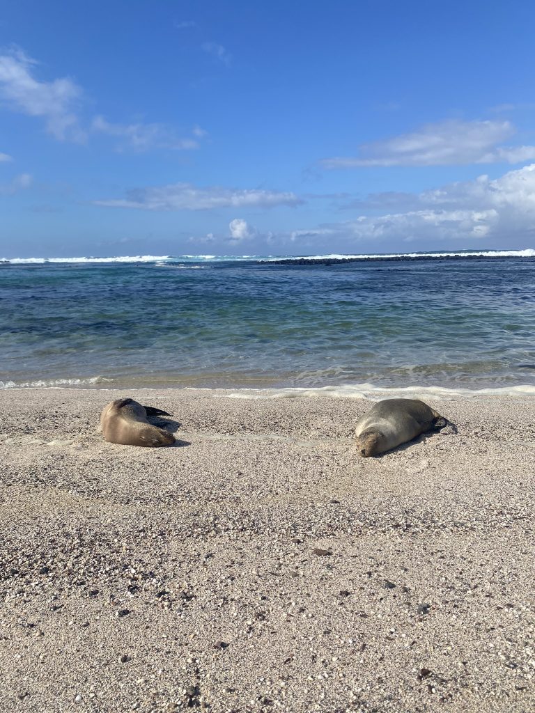 Two Galapagos sea lions on the beach in the Galapagos Islands
