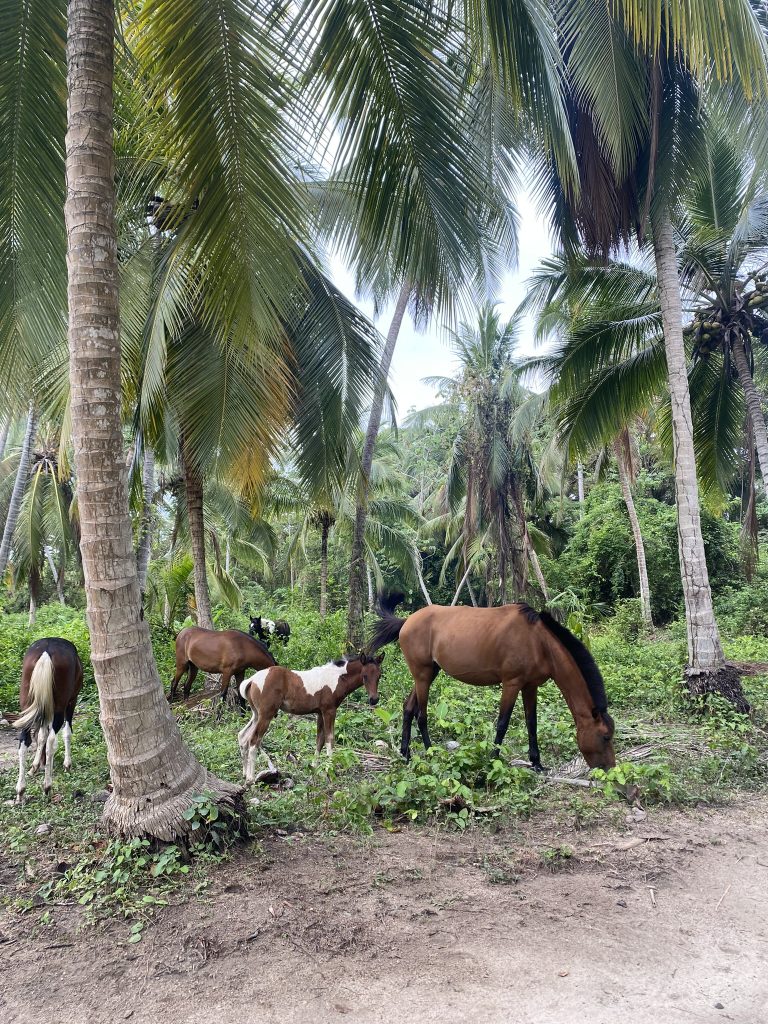 Horses in Tayrona National Park, Colombia
